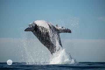 Whale Watching, Scuba Diving, Boat Hire, Gold Coast / Aqua Adventures
