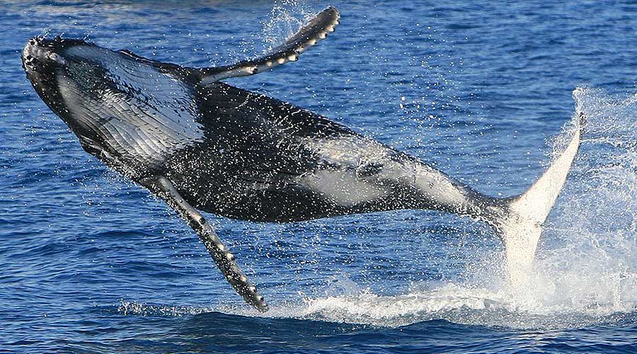 Whale Watching, Scuba Diving, Boat Hire, Gold Coast / Aqua Adventures