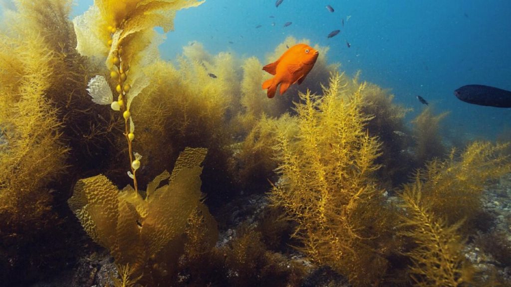 Underwater Naturalist Course Gold Coast