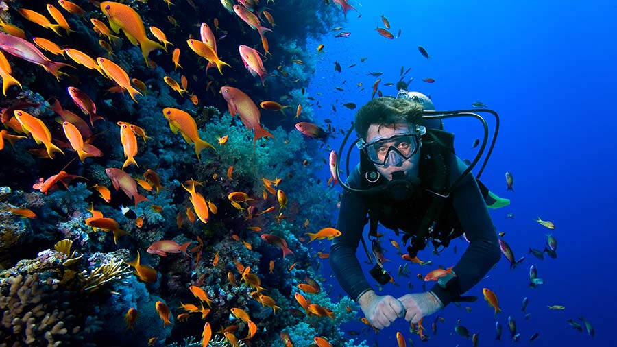 PADI Scuba Dive Gold Coast - Aqua Adventures