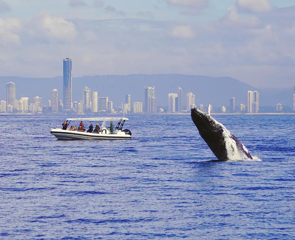 whale watching tour gold coast