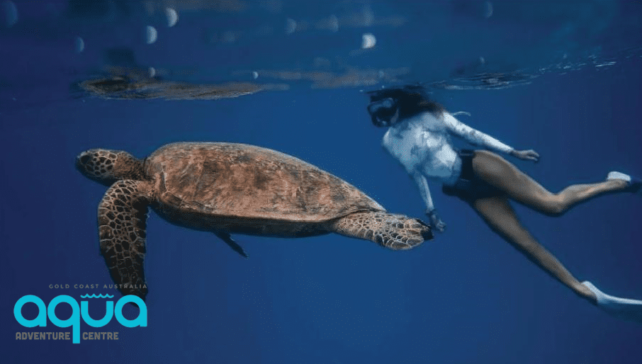 swimming with turtles